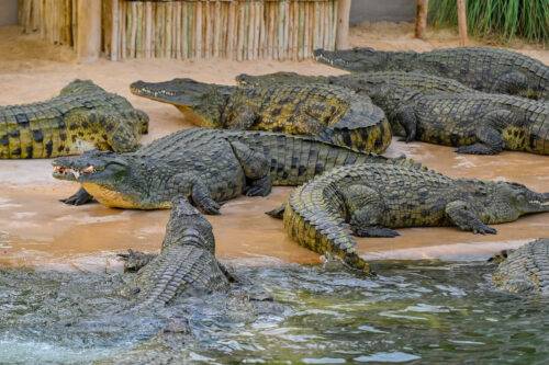Crocodiles are seen at the crocodile park which opened in Al-Mushrif region and hosts 250 crocodiles of different sizes and ages in Dubai, United Arab Emirates on July 15, 2023. [Waleed Zein - Anadolu Agency]