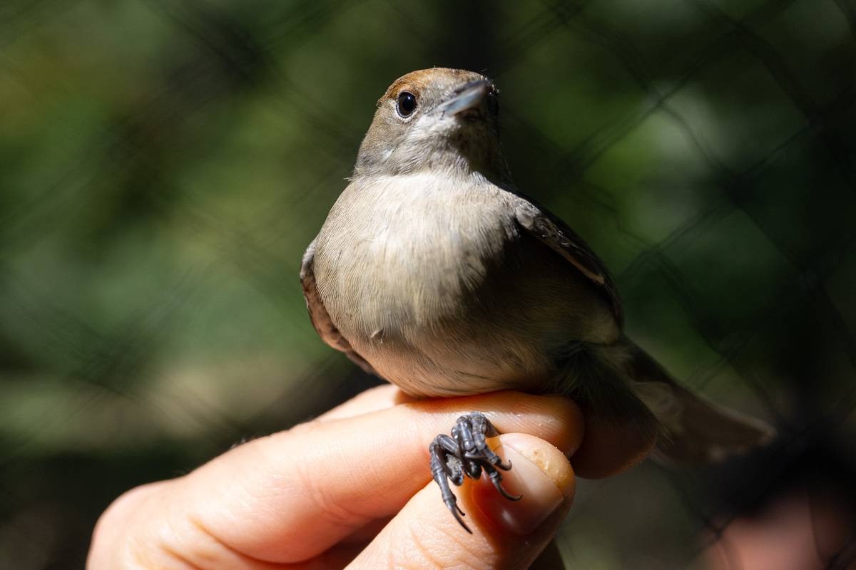 Migration surge begins in Ankara’s Eymir Bird Ringing Station – Middle ...