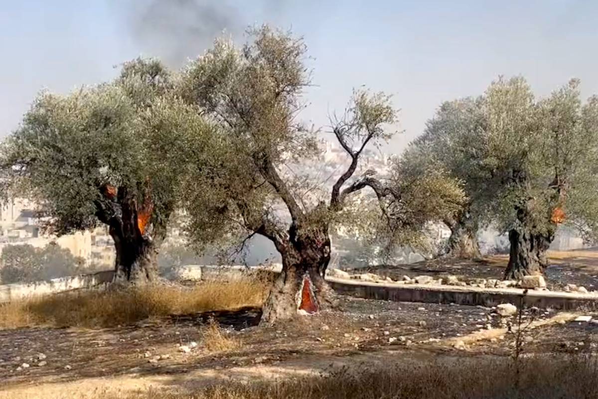 Adopt an Olive Tree in Palestine