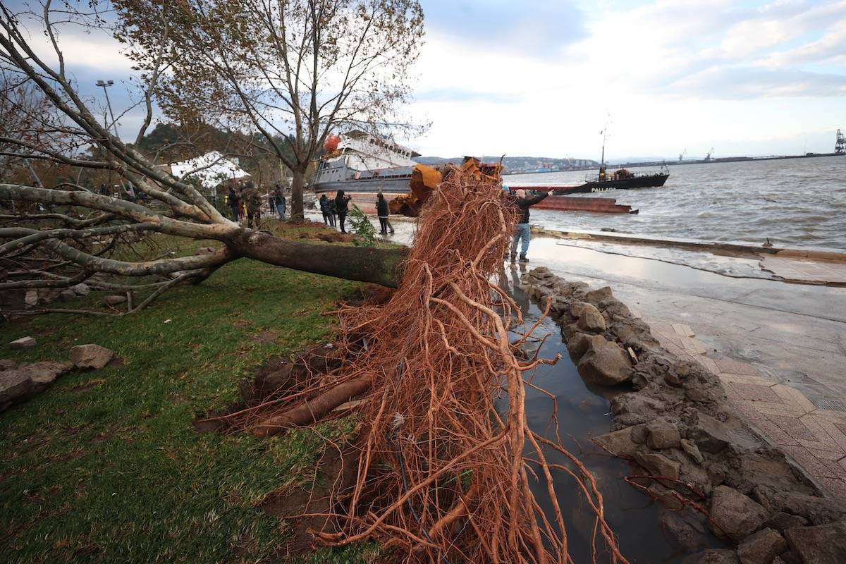 A view of a damaged tree after the stranded cargo ship that drifted due to the storm in Eregli district of Zonguldak, Turkiye on November 20, 2023. [Ömer Ürer - Anadolu Agency]