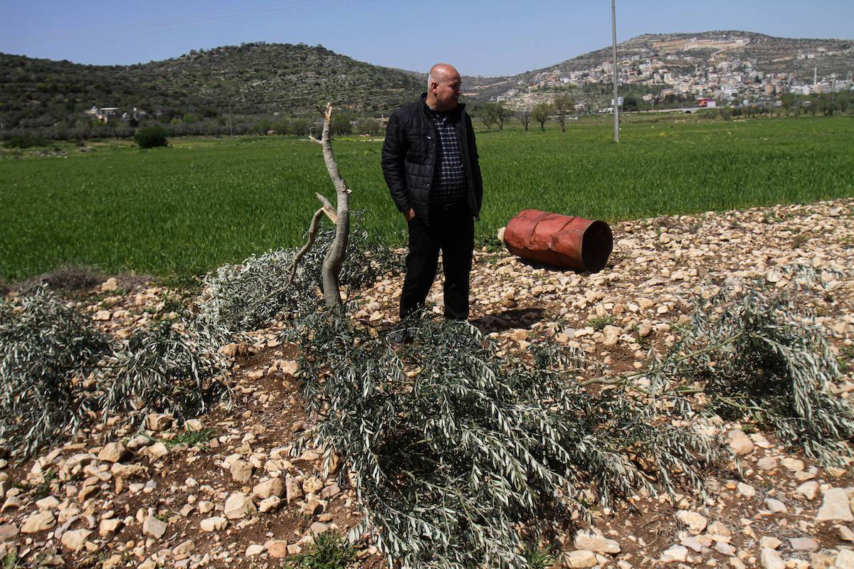 A Palestinian inspects the destroyed olive trees in his field. In the late hours of the night, Israeli settlers destroyed Palestinian olive trees near the village of Marda, south of Nablus in the occupied West Bank, on 30 March 2022 [Nasser Ishtayeh/SOPA Images/LightRocket via Getty Images]