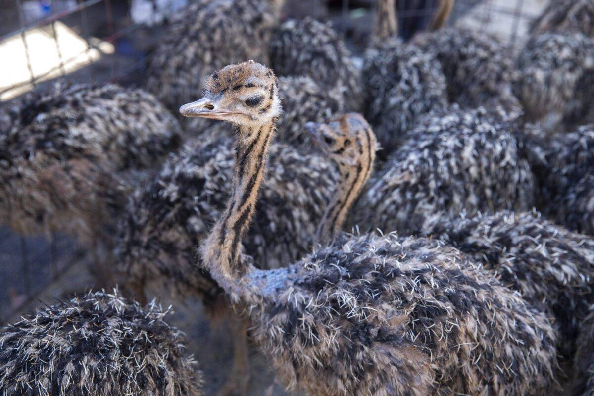 Erbil bird market