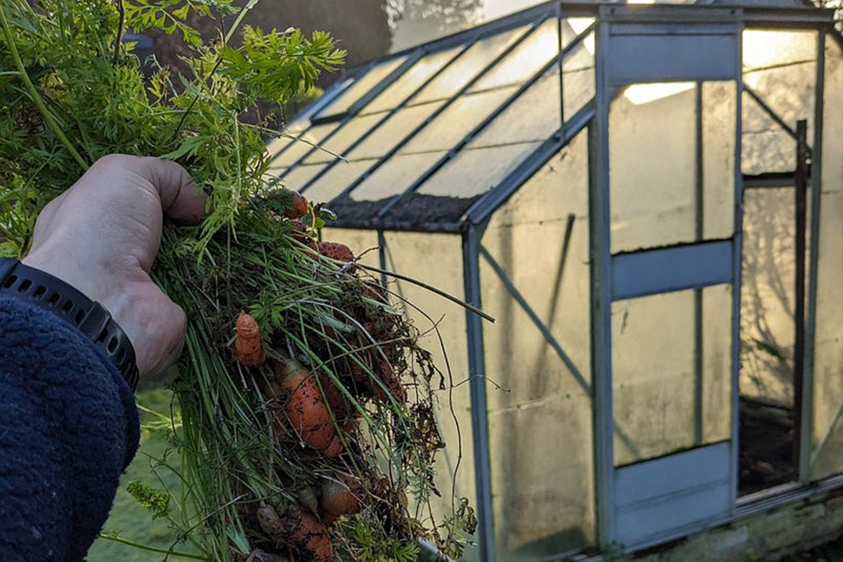 A picture of the carrots grown by Assistant Professor Brendan Ciarán Browne allowed him to connect to Palestinians in Gaza in December 2023