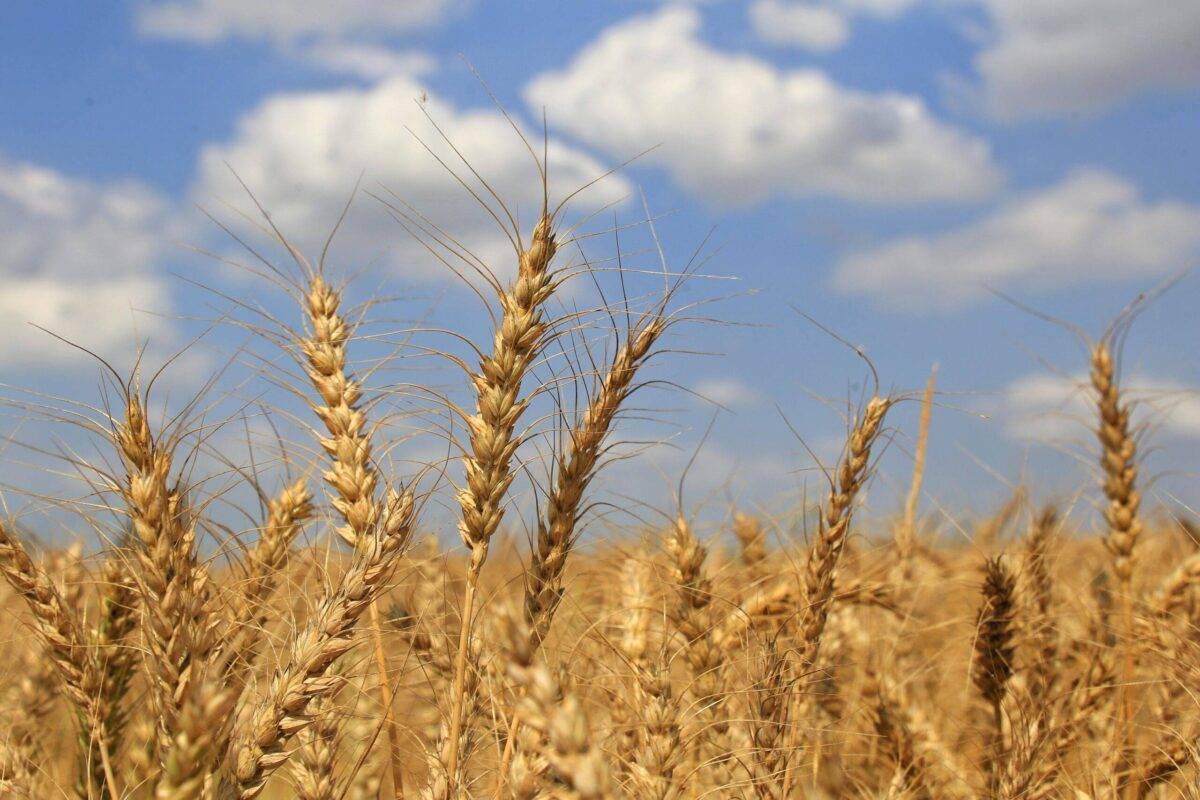 Farmers harvest wheat to increase local production of wheat, in Sharkia, Egypt, April 28, 2023 [Mahmoud Elkhwas/NurPhoto via Getty Images]