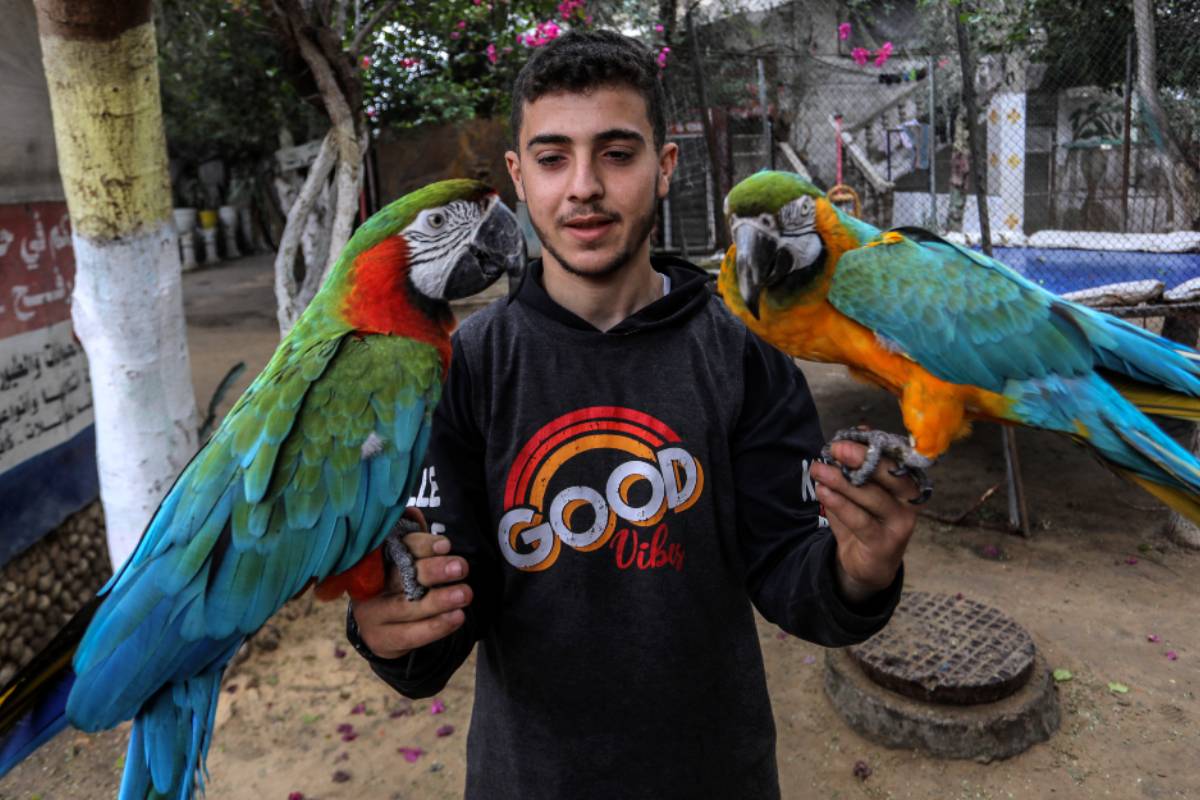 Dispatch from Gaza: Animals in only remaining zoo face starvation