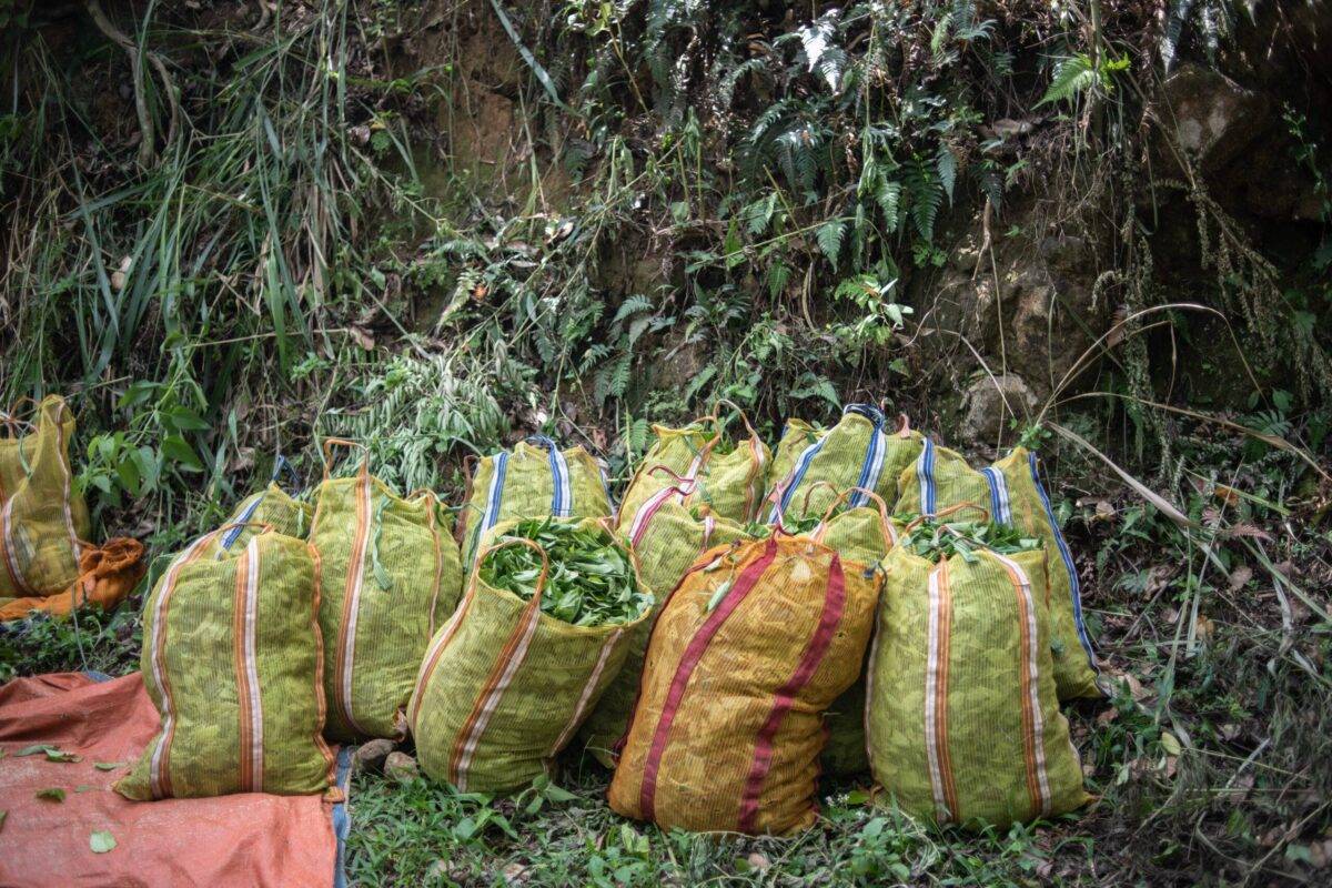 Tea leaves brought by workers to be weighed and sent to be processed at a tea garden in Ella, Sri Lanka on May 31, 2023 [ Rebecca Conway/Getty Images]