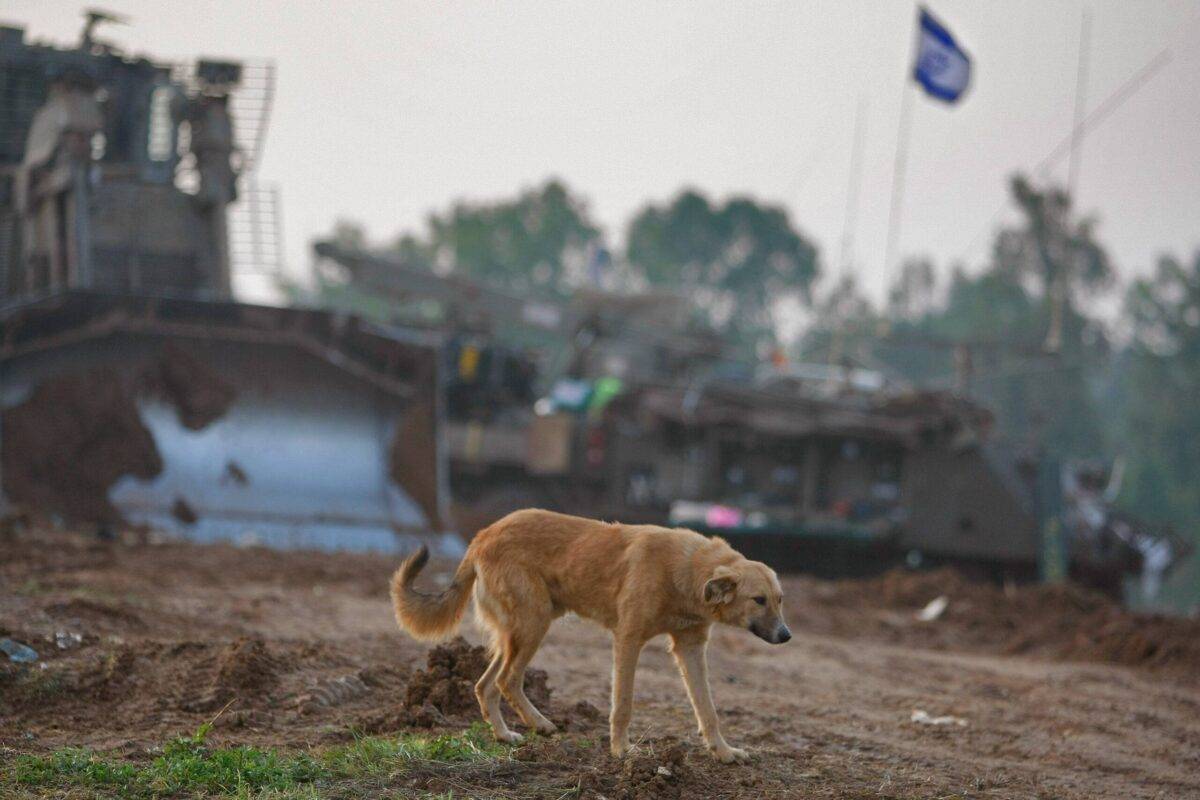 A stray dog walks between Israeli armour vehicles parked near Israel's border with the Palestinian territory on January 19, 2009 [David Silverman/Getty Images]