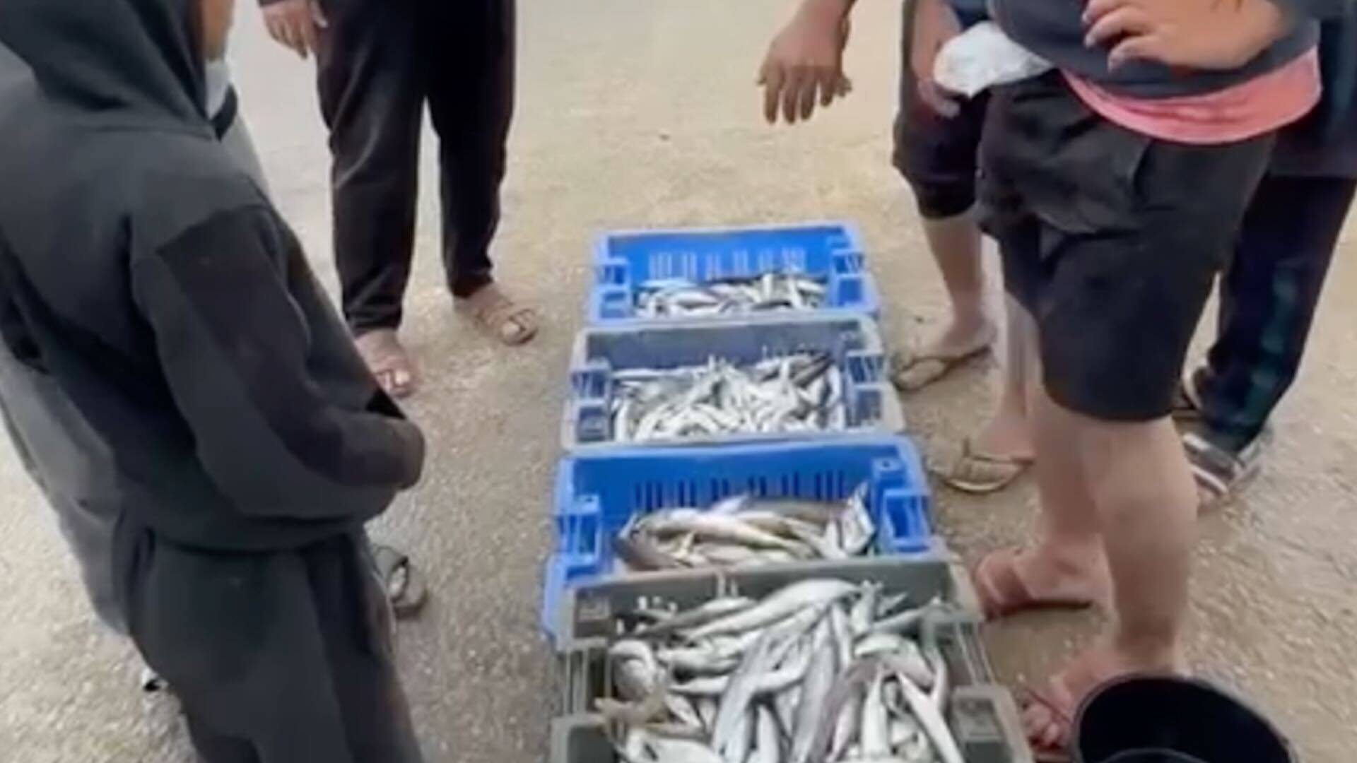 Fishermen attempt to fish for the residents of Gaza amid concerns about attacks by Israeli naval vessels
