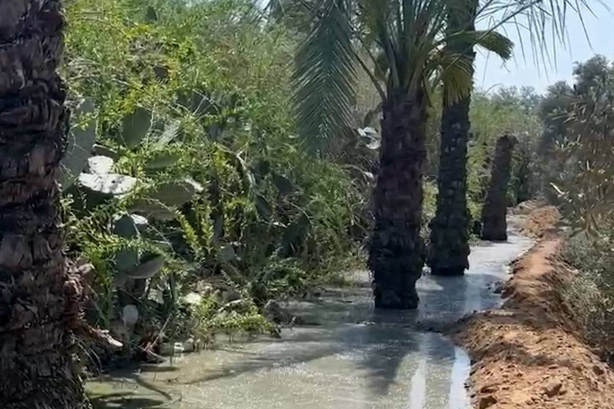 Gaza's olive trees die as sewage floods farms