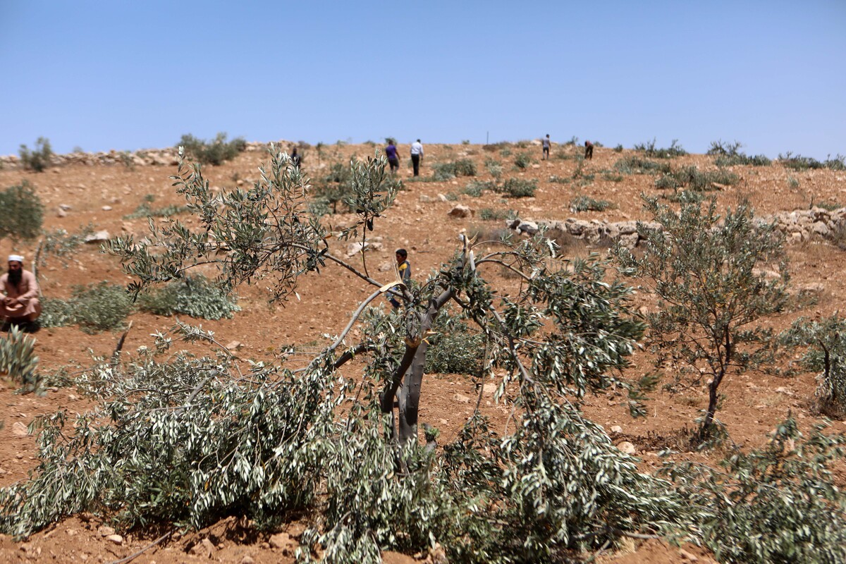 Illegal Israeli settlers set fire to Palestinian olive fields near Ramallah in occupied West Bank