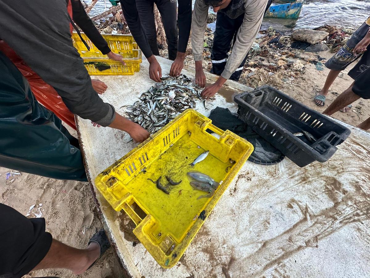 October, typically a productive month for fishing in Gaza, recorded a decrease in fish quantity, variety, and size this year due to Israeli occupation-related violations [Mohammed Asad/Middle East Monitor]